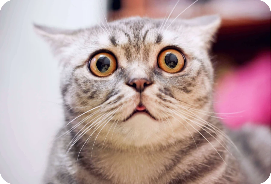 Affordable Pet Insurance South Africa Oneplan Pet Insurance